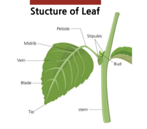 CLASS 6TH | BIOLOGY | THE LEAF | REVISION NOTES – EduGrown School